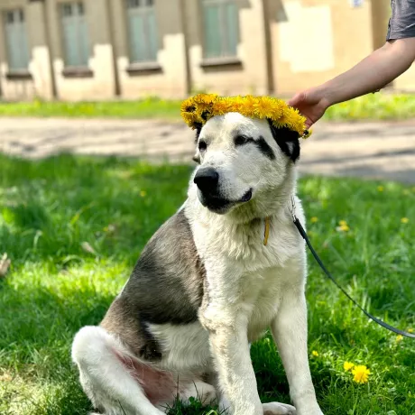Ахілес, алабай, 5 років . вихований