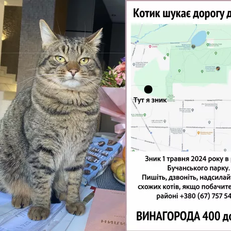 Бровко, 2 роки. Зник в районі Бучанського парку 1 травня 2024 року. Телефонуйте або пишіть, якщо побачили схожого кота у своєму районі. Номер +380 (67) 757 54 33. Винагорода 400 доларів.