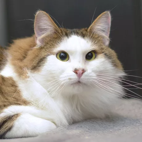 НЮСІК -ненудний котик, 1,5 рочки