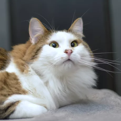 НЮСІК -ненудний котик, 1,5 рочки
