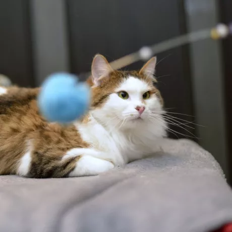 НЮСІК -ненудний котик, 1,5 рочки