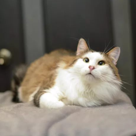 НЮСІК -ненудний котик, 1,5 рочки