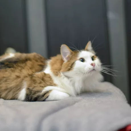 НЮСІК -ненудний котик, 1,5 рочки