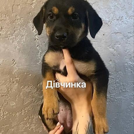 дівчинка Фрея