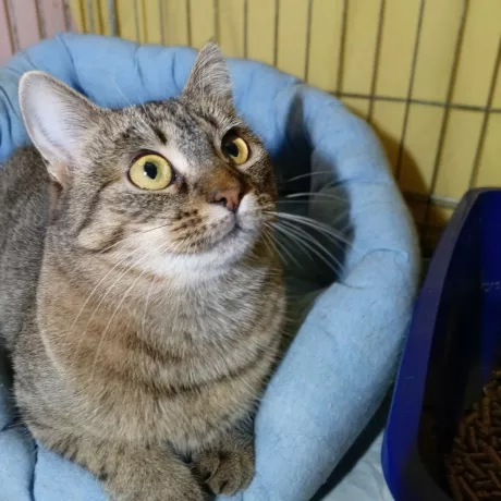 Ася, вік 1-1,5 роки. Була забрана з дач з двома кошенятками. Діти вже давно дома, залишилось знайти родину мамі. Від паразитів оброблена, вакцинована  і стерилізована. Лоточок знає. Лагідна і людиноорієнтовна кішечка. 