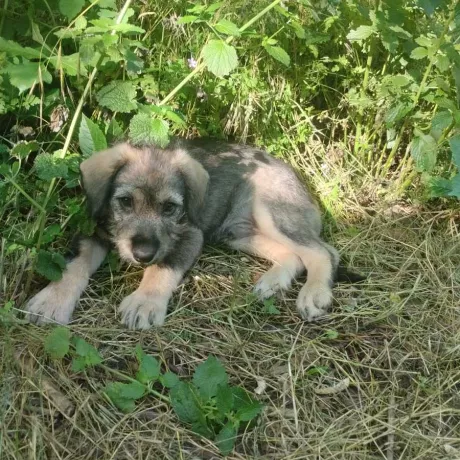 Бім разом з сестричкою живуть простонеба у м.Світловодськ. Опікуни обробили від паразитів.Готові їхати у відповідальну родину. 