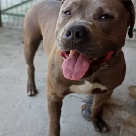 🚨 РОЗШУКУЄМО ГОСПОДАРІВ! 🚨 🐶 Цей красень був знайдений в районі Центрального ринку. Песик без проявів агресії, дуже доброзичливий та контактний. Він із радістю підходить до людей, довіряє кожному та охоче йде на контакт. ❤️ Можливо, він загубився, а його родина зараз активно його шукає. 📞 Якщо ви впізнали цього собаку або знаєте його господарів, будь ласка, зв'яжіться з нами в приватні повідомлення або за телефоном.
