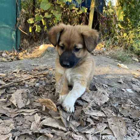 Цуценята та їх мама шукають дім та люблячу сімʼю 🏠 м. Одеса   В небезпечному місці( прям біля дороги , садятся просто на листьях , я даже не знаю где им там прятаться когда пойдет дождь) живуть ці чудові песики та їх мама. Маленьким цуценятам приблизно 2-3 місяці. Всі вони  активні , грайливі, добрі та саме головне дуже контактні з людьми.  Цуценята виростуть приблизно середніми собачками , думаю 10-15 кг. 