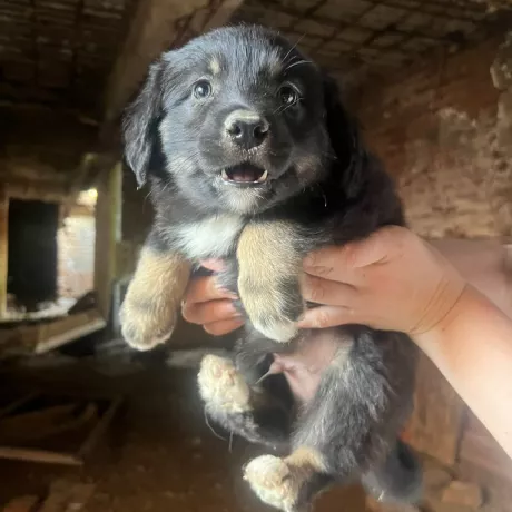 Чарівний пухнастий хлопчик, 3 місяці. Чорна шерстка, світлі лапки та розумні оченята. Ласкавий і грайливий малюк шукає дім та люблячих господарів.