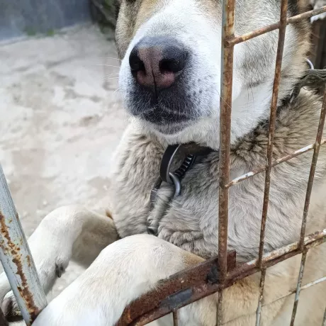 Віддам у добрі та відповідальні руки алабая.  🐾 Дівчинка, 4 роки. Дуже грайлива, привітна, контактна та товариська. Любить людей, із задоволенням спілкується та стане вірним другом і надійним охоронцем.  Шукаю для неї турботливих господарів, які подарують їй любов, увагу та належний догляд.  Якщо ви готові подарувати їй новий дім або знаєте когось, хто шукає такого друга, будь ласка, зв'яжіться зі мною: 0986300158, 0932848568.