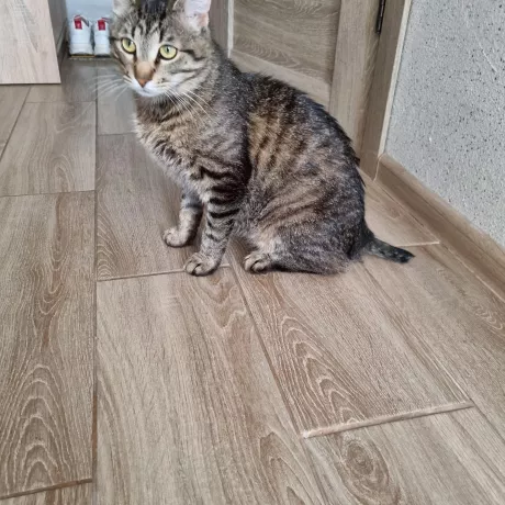 У котика короткий (ампутований) хвостик,  має зелені оченята та дуже лякливий