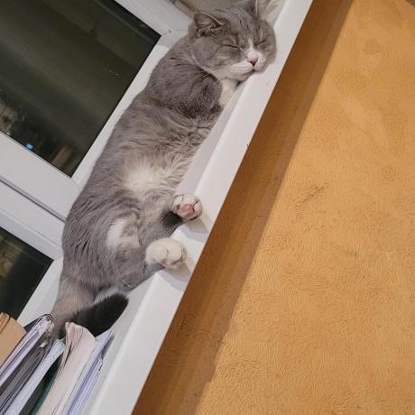 My cat is missing for past 7 days