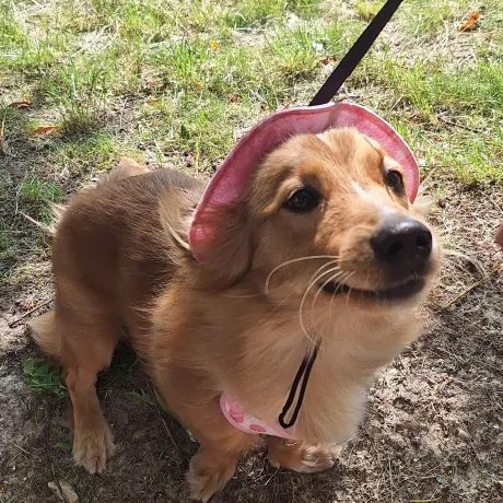 Маленький рудий песик,помісь коргі і такси