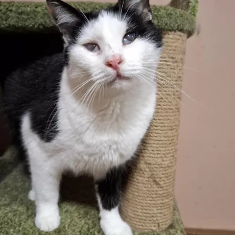 Боба шукає родину! Добрий та розумний.Має незначні вади  зору.  Активний та в цілому здоровий котик. 