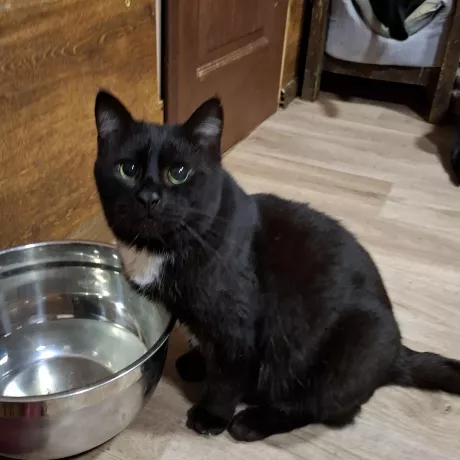 Кєша,  тендітний та слухняний . Він супер котик. Кєша нічого не бачить. Весь світ в його очах- суцільна темрява. Інші коти його ображають, махають на нього лапами. Таким котикам не місце в притулку.  Ми дуже сподіваємося знати йому родину. БФ Дім врятованих тварин Фея