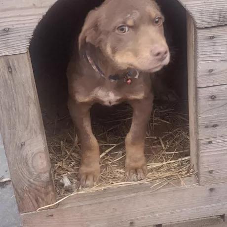 Хлопчик,  3 місяці від крупної мамочки.