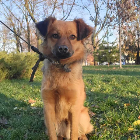 Знайшли песика красунчика на трасі Р-01 Софіївка Черкаський район Черкаської області, не доїжджаючи до м. Черкас 48 кілометрів. Додала фото карти. Було темно. Вибіг на дорогу. Напевно заблукав. По карті ми змогли побачили лише дачні товариства, але вони знаходились за пару кілометрів від нас. Песик дуже дуже добрий! Молодесенький. Активний і дуже любить гратися. З іншими тваринами чудово ладнає  - у нас є киця і собака. Надзвичайно розумний, привчений до вигулу, в квартирі веде себе відмінно. Цілувашка!