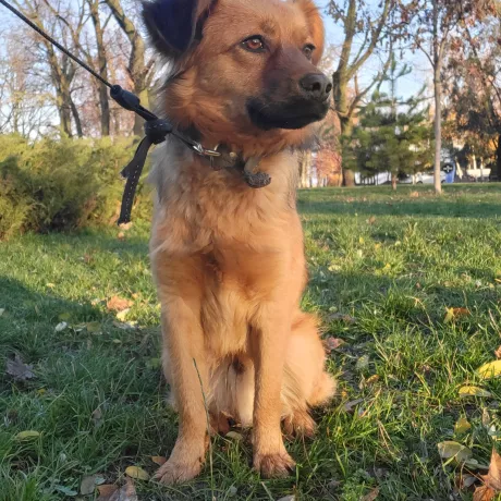 Вийши погуляти зранку на повідку разом з моєю собакою - поведінка чудово! Інших тварин сприймає гарно, не агресує. Йде до людей, посміхається, цілується!