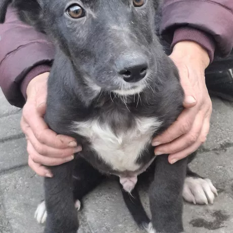 Хлопчик, 3.5 місяці.  Від паразитіа оброблений.  Буде середньої статури. 