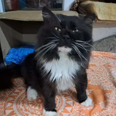 Котик Угольок шукає родину! Вік - приблизно 5-6 років, кастрований, вакцинований. 