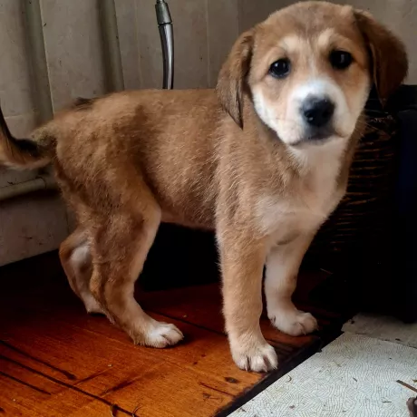 Метис лабрадора.