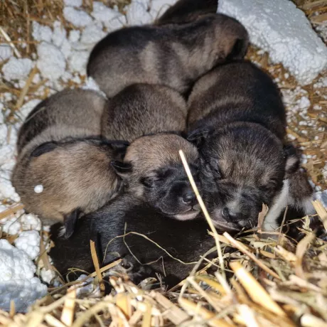 Цуценята від безпритульних собак. Мамок стерилізуємо вже в кінці березня