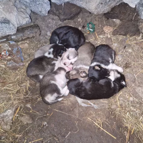 цуценята від безпритульних собак. Мамок стерилізуємо вже в березні