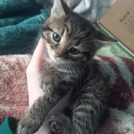 Кошеня в руки 