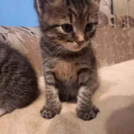 Кошеня в руки 