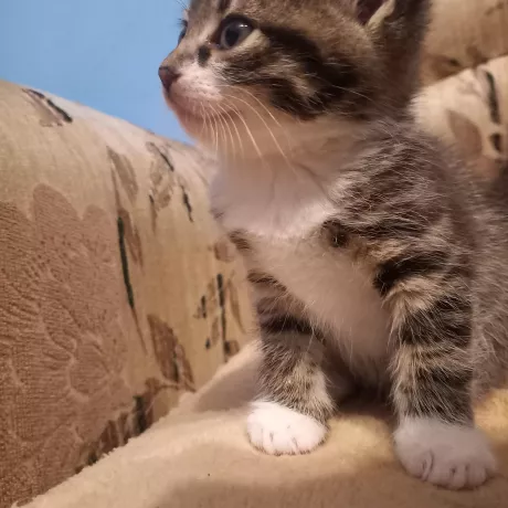 Кошеня в руки 