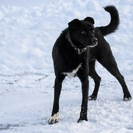 Пес Бруно шукає свою найкращу родину