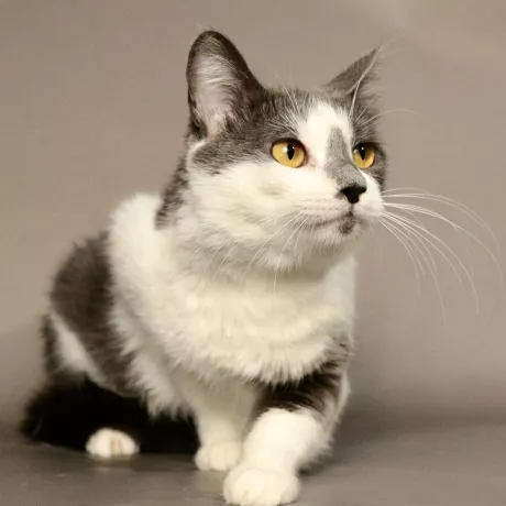 Її маленьке серце вже пережило більше, ніж мало б. У Фросі померла господарка, яка її дуже любила. Разом із братиком кішечку принесли до притулку, бо нікому було про них подбати. Братика вже забрали в нову родину. А Фрося досі чекає…  Ця ніжна, трішки сумна киця звикла бути поруч із людиною — вона лагідна, тиха, любить муркотіти, коли з нею говорять. У притулку їй не вистачає тепла і спокою, до яких вона звикла.