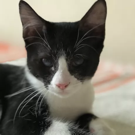 🐾 Ще одна  можливість зробити ваше життя яскравішим – ми шукаємо найкращу родину для чарівного кошеняти. Йому всього 3,5 місяці, але вже зараз вон вміє розтопити серця своєю ніжністю та грайливістю.   Якщо ви готові подарувати йому щасливе майбутнє, не вагайтесь зв'язатися з нами.  0504474949 Неля  Ми знаходимося на Оболоні, Київ.  Робіть добро та рятуєте життя – розповісти про цього красеня серед своїх друзів допоможе йому знайти свій дім. Дякуємо вам за тепле серце та допомогу! ❤️🏠 #КошеняНаAdопці