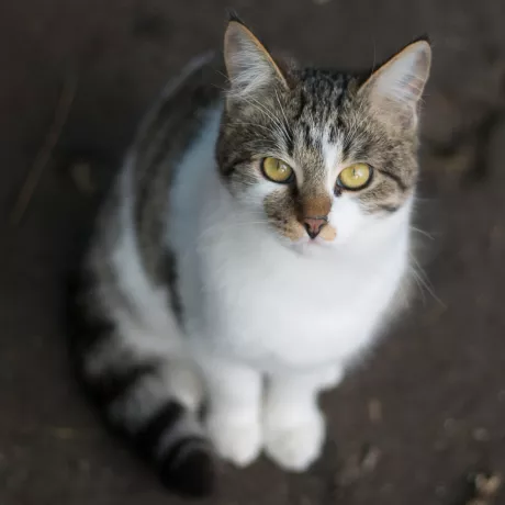 Пістон, 6 місяців