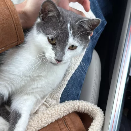 Котик комфортно себе почуває в подорожах 