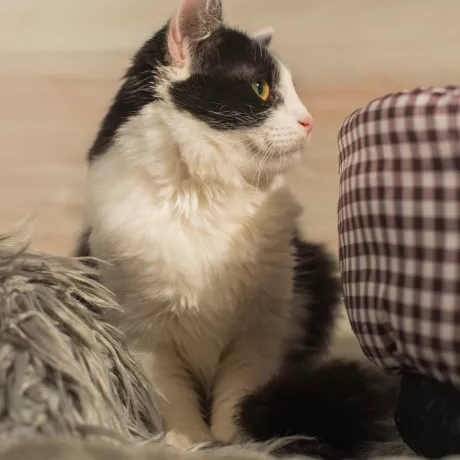 Чудове кошеня в пошуках дому