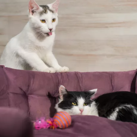 Красуня у пошуках дому