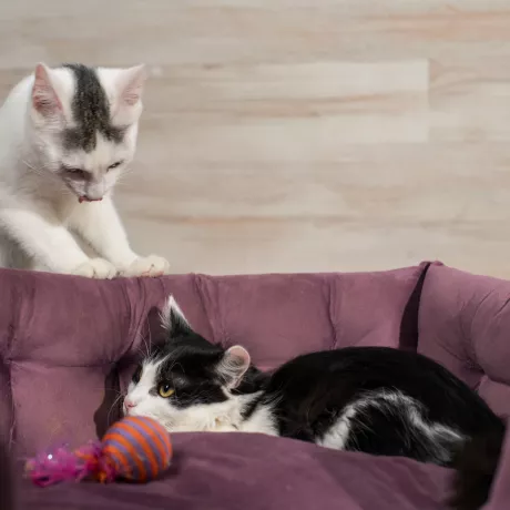 Супер дружній, впевнений та любвиобільний котик