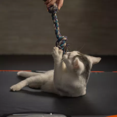 Супер дружній, впевнений та любвиобільний котик