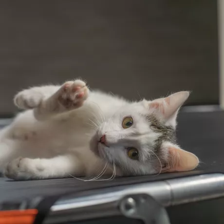 Супер дружній, впевнений та любвиобільний котик