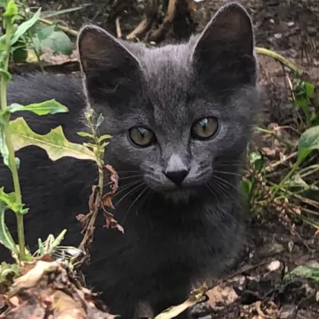 Кошеня