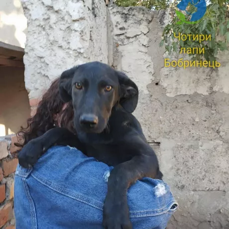   Вжик шукає родину! Цього малюка знайшли на об’їзній трасі біля Бобринця. Оброблений від паразитів, вакцинований, повністю здоровий.  Песику 4 місяці, і коли виросте — буде більший середнього розміру. ❤️ Йому дуже потрібна справжня родина — тепла, турботлива, де його любитимуть, як члена сім’ї. 