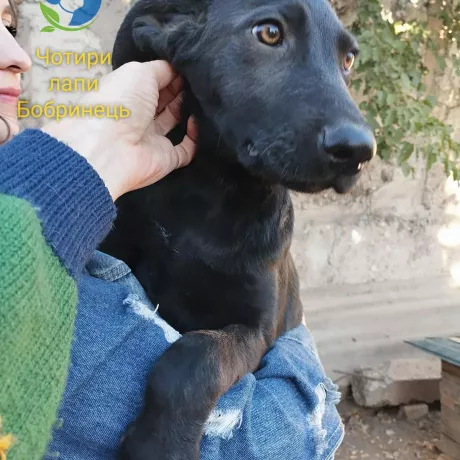   Вжик шукає родину! Цього малюка знайшли на об’їзній трасі біля Бобринця. Оброблений від паразитів, вакцинований, повністю здоровий.  Песику 4 місяці, і коли виросте — буде більший середнього розміру. ❤️ Йому дуже потрібна справжня родина — тепла, турботлива, де його любитимуть, як члена сім’ї. 