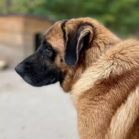 Красуня Файна, схожа на кангала - турецьку пастушу вівчарку. Велика руда зірка поитулку