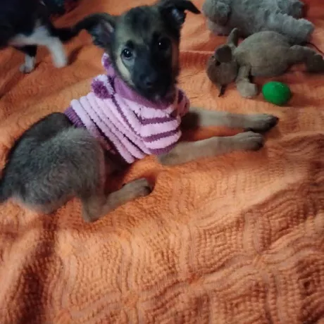 Цуценятко дівчинка в добрі руки