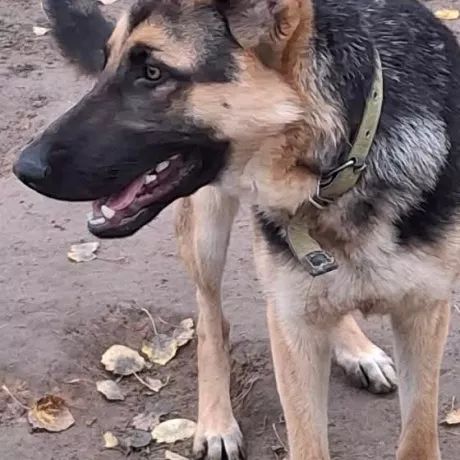 Вівчарка, 1 рік