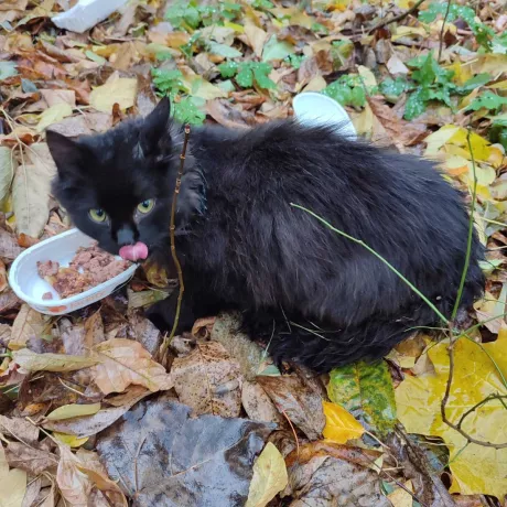 Кошеня _шукає_сімю