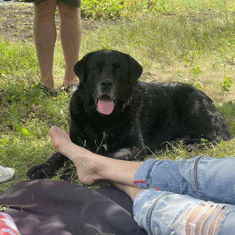 Лабрадор,8 років,Барик