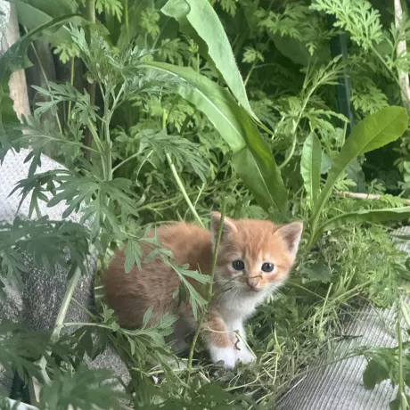 Маленьке кошеня приблизно 1 місяць шукає люблячу родину Район н.п Лозова 