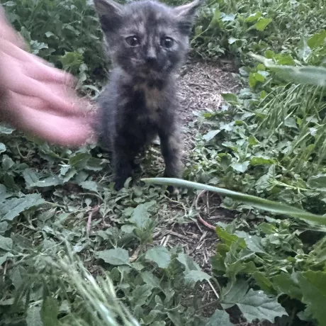 Маленьке кошеня приблизно 1 місяць шукає люблячу родину Район н.п Лозова 